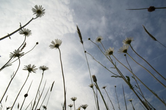 Bloeiende margrieten.