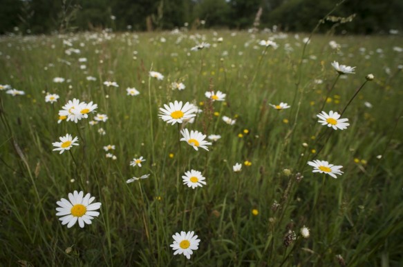 Bloeiende margrieten.