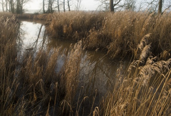 Molenkreek