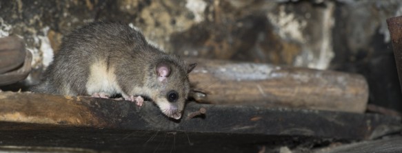 Relmuis