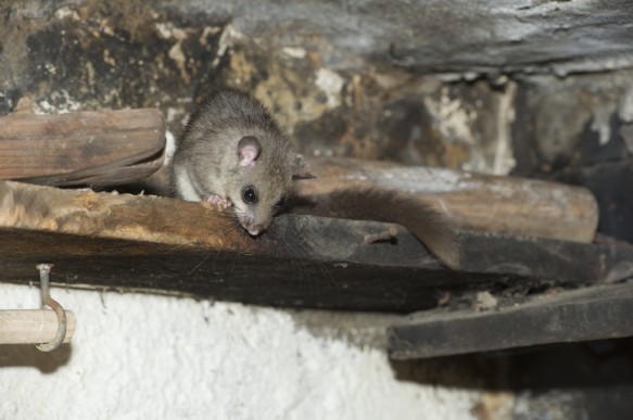 Relmuis