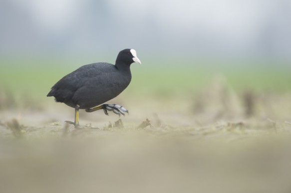 Meerkoet