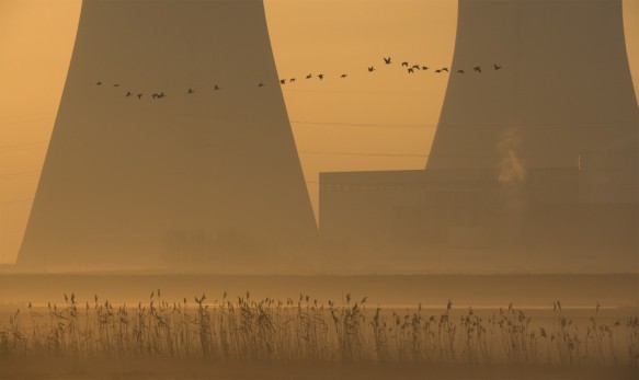 Ganzen in vlucht.