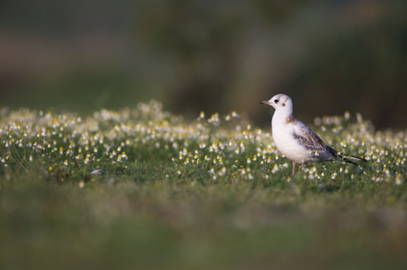 Juveniele kokmeeuw