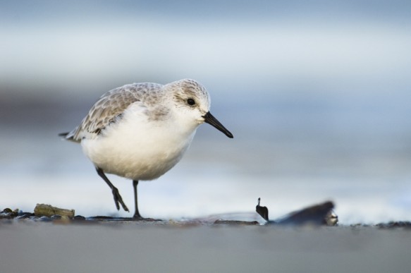 Drieteenstrandloper