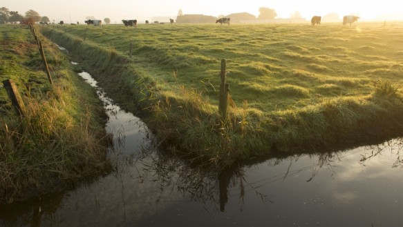Weiland in de polders van Sint-Margriete.