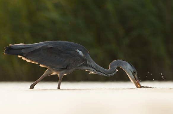 Blauwe reiger