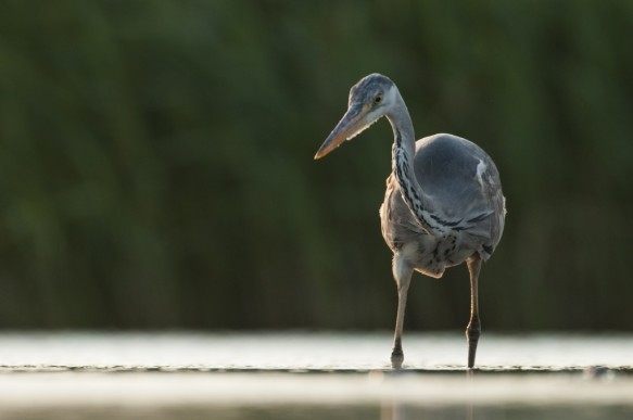 Blauwe reiger