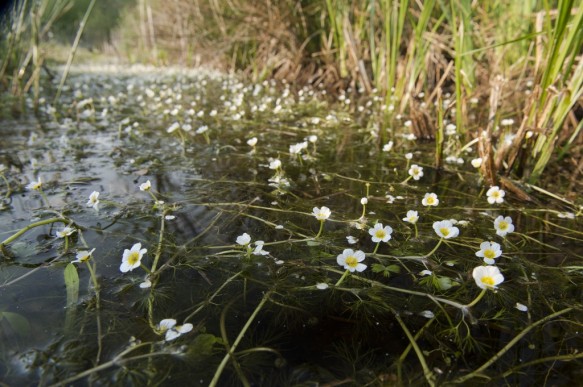 Stropersbos