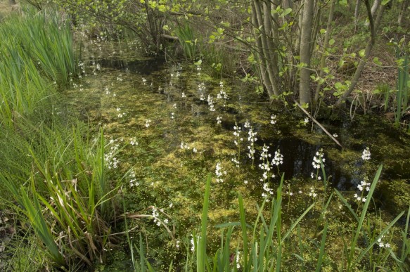 Waterviolier