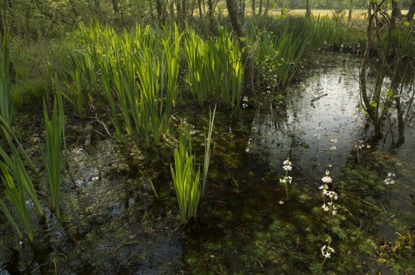 Stropersbos