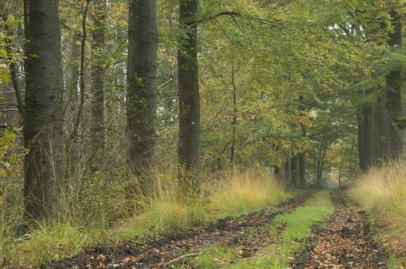 Dreef in het bos.