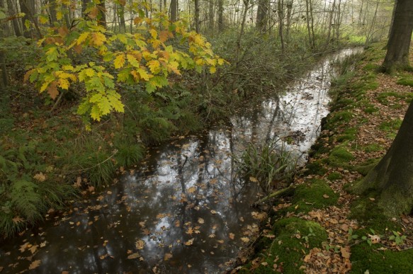 beek in de Vaanders