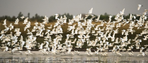 Middelste zilverreiger