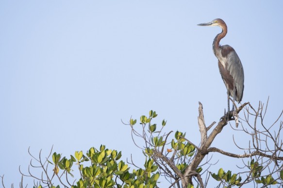 Reuzen reiger
