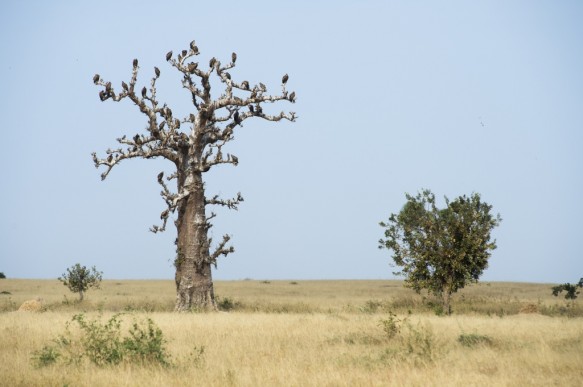 Baobab