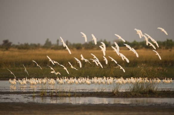 Middelste zilverreiger