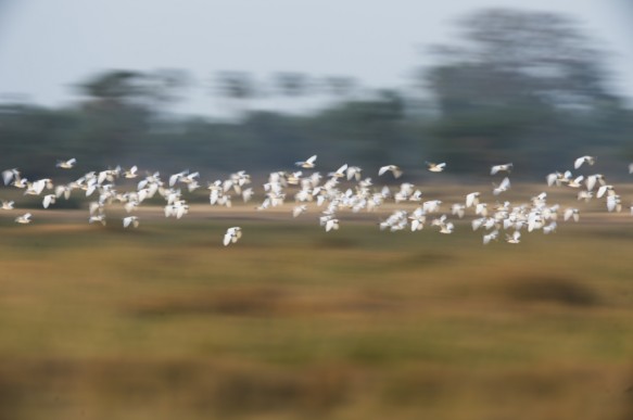 Middelste zilverreiger