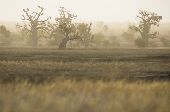 Baobabs
