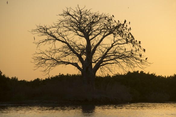Baobab