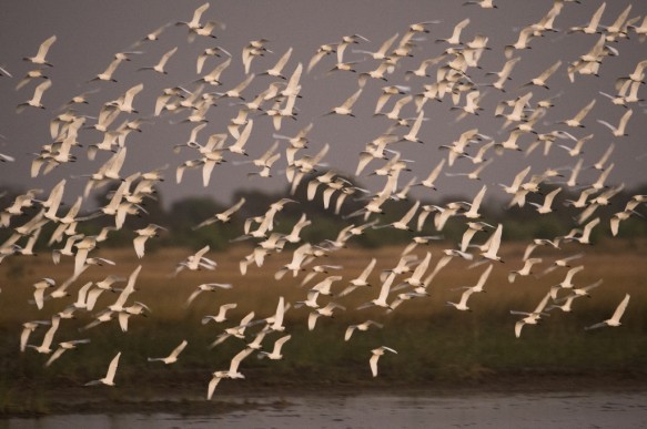 Middelste zilverreiger