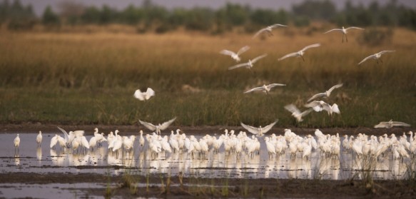 Middelste zilverreiger