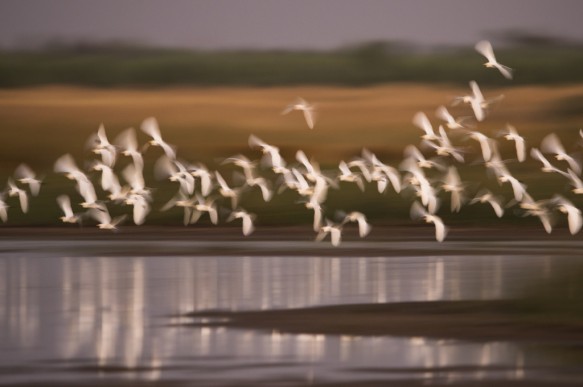 Middelste zilverreiger