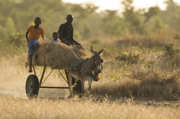 Met paard en kar als vervoermiddel te Senegal.