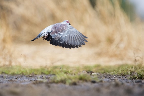 Gespikkelde duif