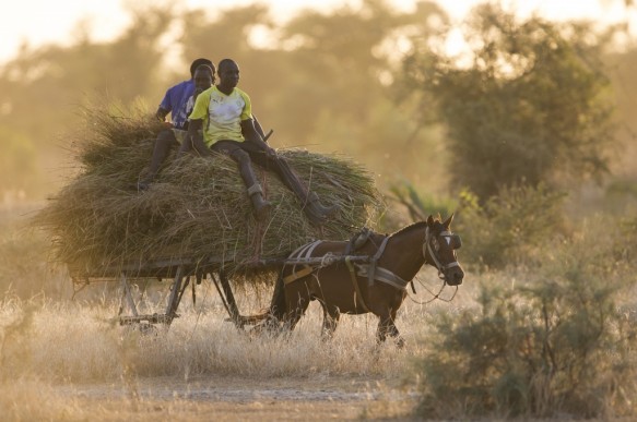 Met paard en kar als vervoermiddel te Senegal.