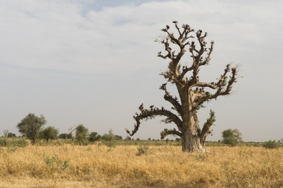 Baobab