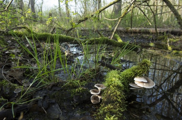 Vinderhoutse bossen