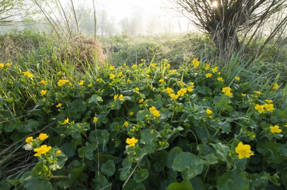 Dotterbloem