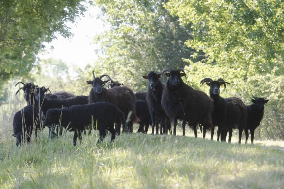 Schapenbegrazing.