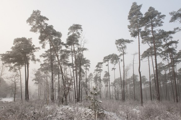Maldegemveld