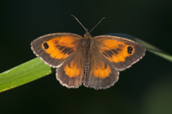 Oranje zandoogje