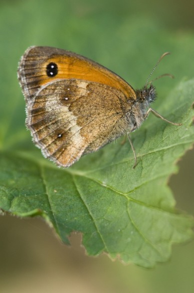 Oranje zandoogje