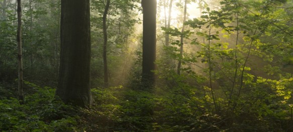 Zomers bos