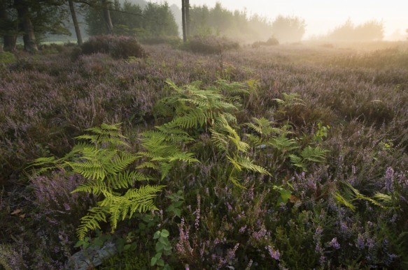 Bloeiende heide