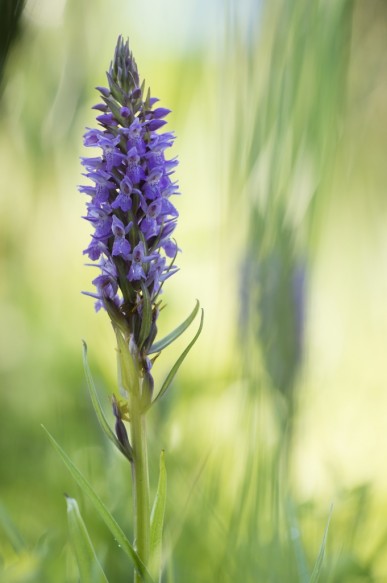 Brede orchis