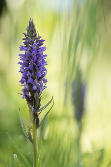 Brede orchis