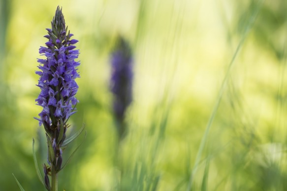 Brede orchis