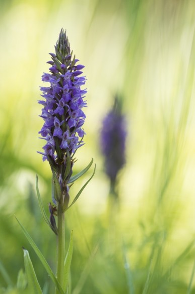 Brede orchis