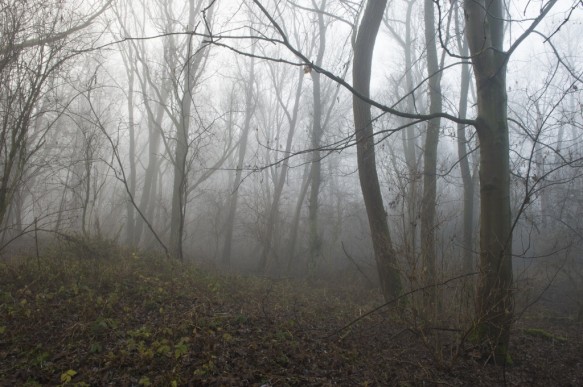 Vinderhoutse bossen