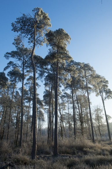 Maldegemveld