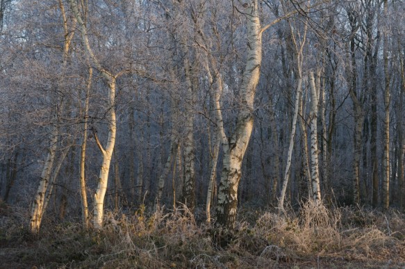 Bos in de winter