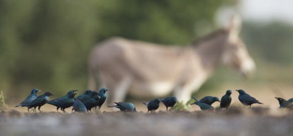 Purperglansspreeuwen