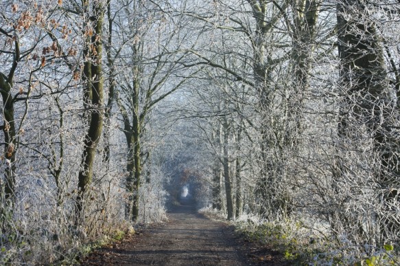 Dreef in de winter