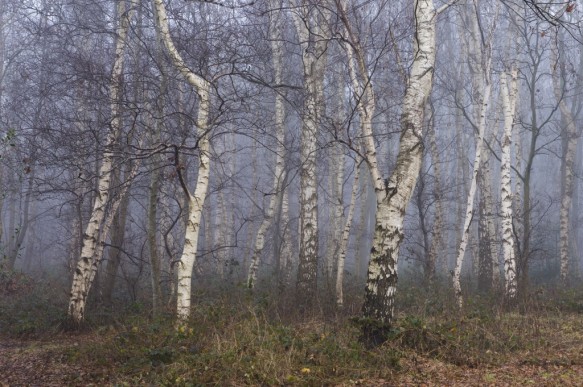 Bos in de winter
