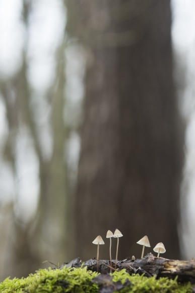 Paddestoelen